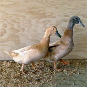 Ducklings: Buff