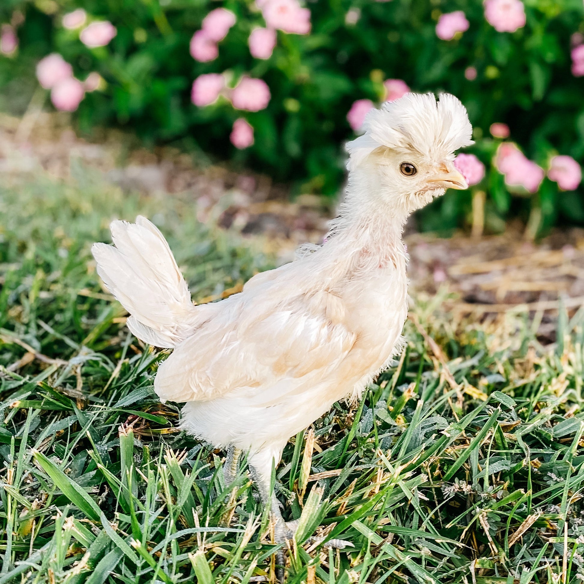 Buff Laced Polish chicken pullet