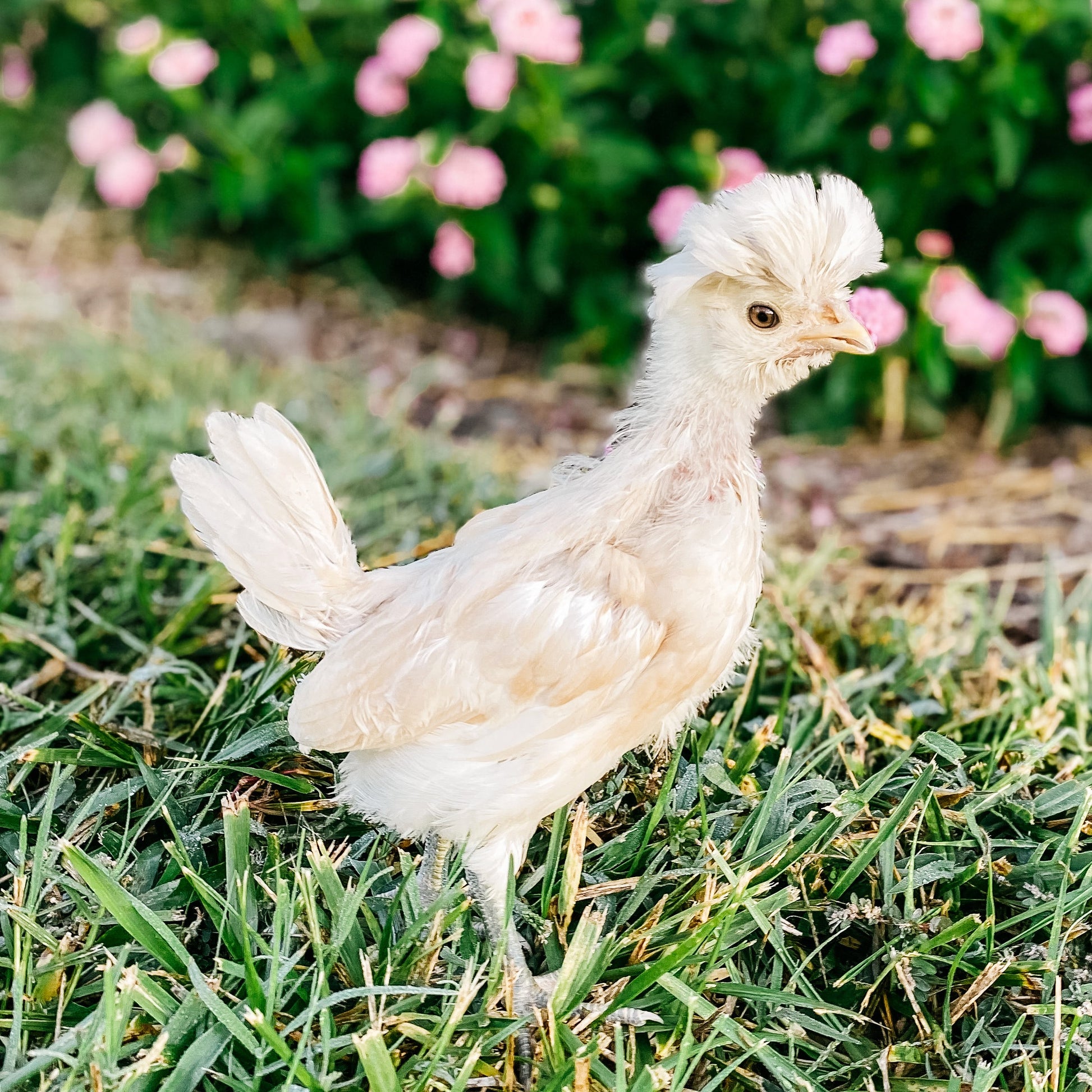 Buff Laced Polish Chicken