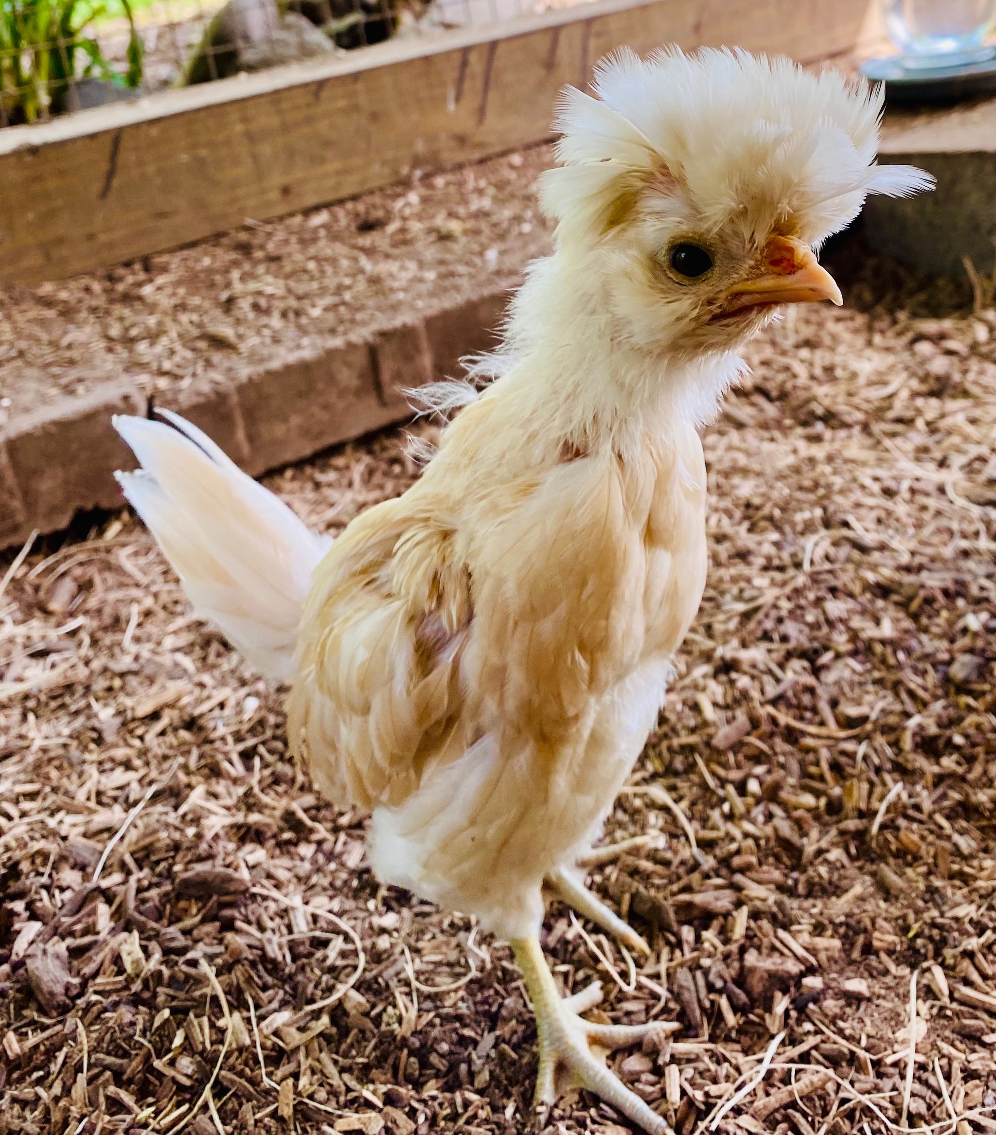 Pullet Buff Laced Polish, Shipping Week of My Pet Chicken
