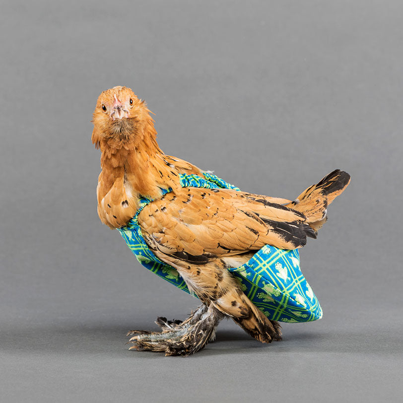 Removable Liner for Chicken Diaper 2 & 4 Pack My Pet Chicken