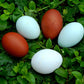 Intense Egg Colors Assortment, Hen Haven Location