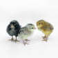 Frizzle Easter Egger chicks