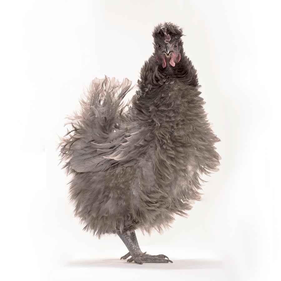 Baby Chicks Frizzle Easter Egger My Pet Chicken Baby chicks frizzle easter egger my pet chicken