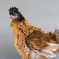 Frizzle Easter Egger chicken