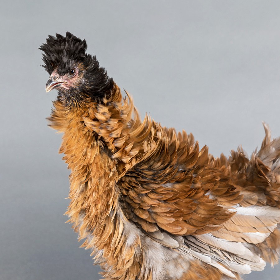 Baby Chicks Frizzle Easter Egger My Pet Chicken Baby chicks frizzle easter egger my pet chicken