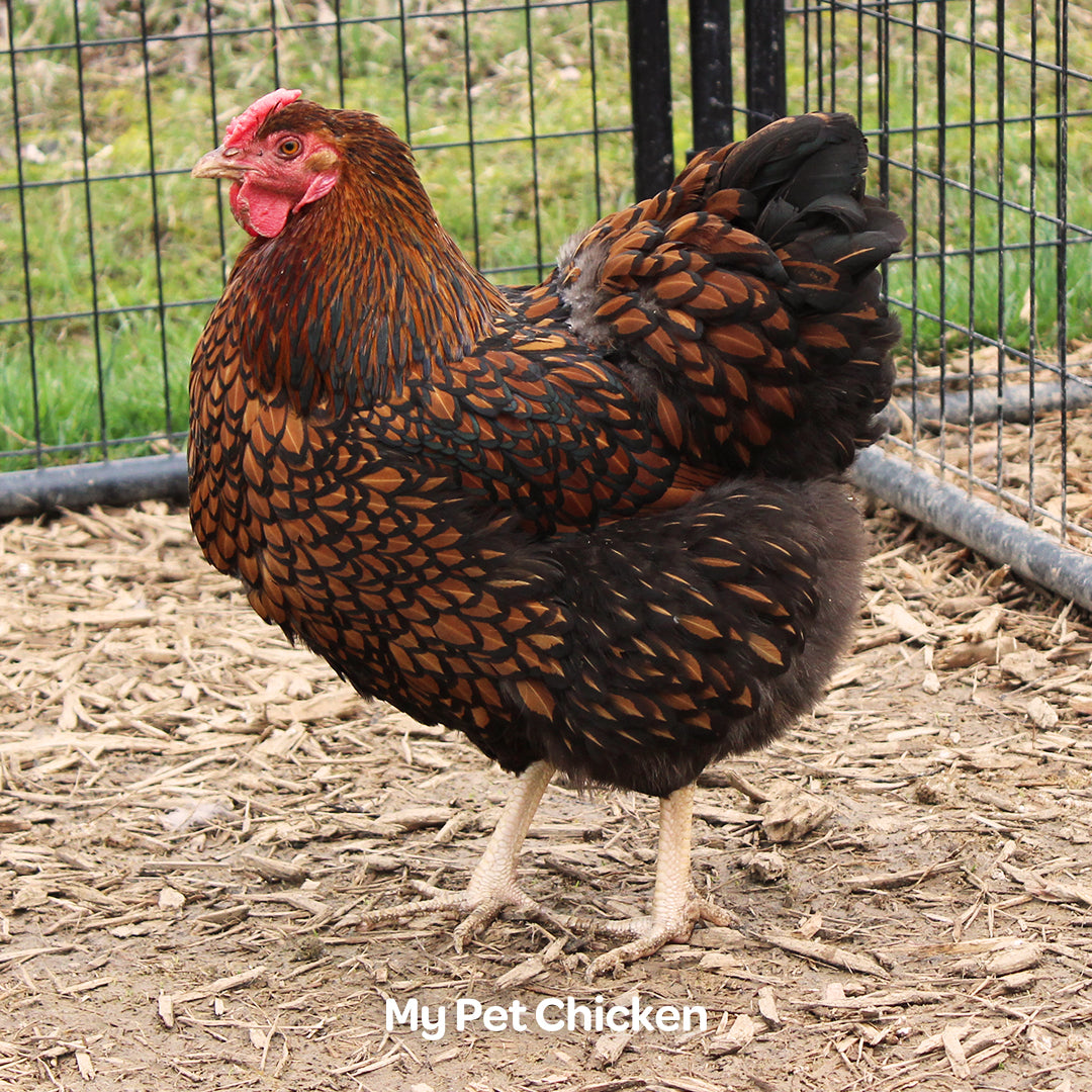 Heirloom Golden Laced Wyandotte, Backyard Bunch Location