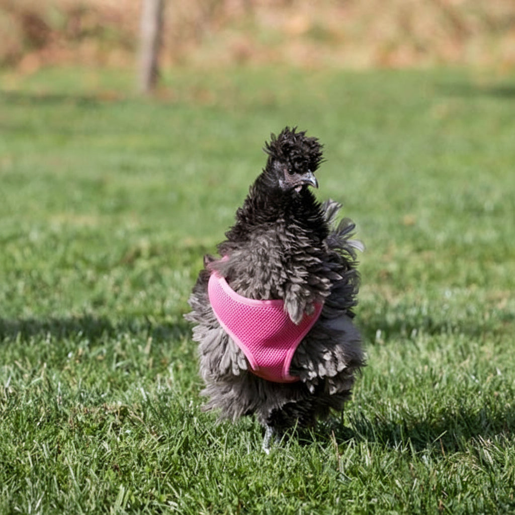 Chicken Harness
