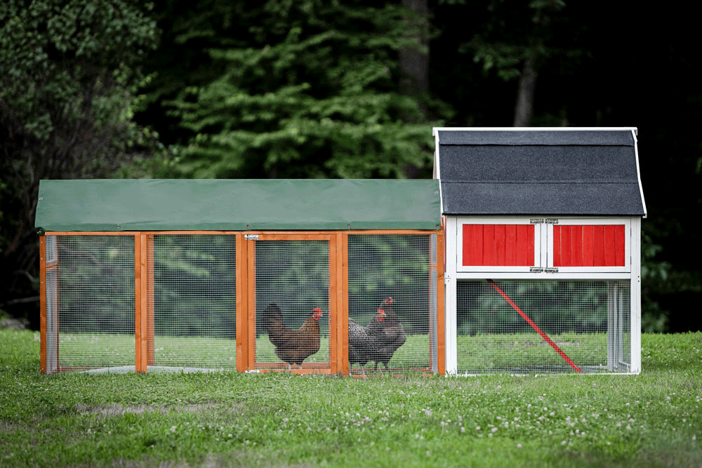 The Hen Pen chicken run chicken run can attach to almost any coop with modifications. 
