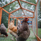 Each Hen Pen Chicken Run has two doors that you can place in any location on either side of the Run.