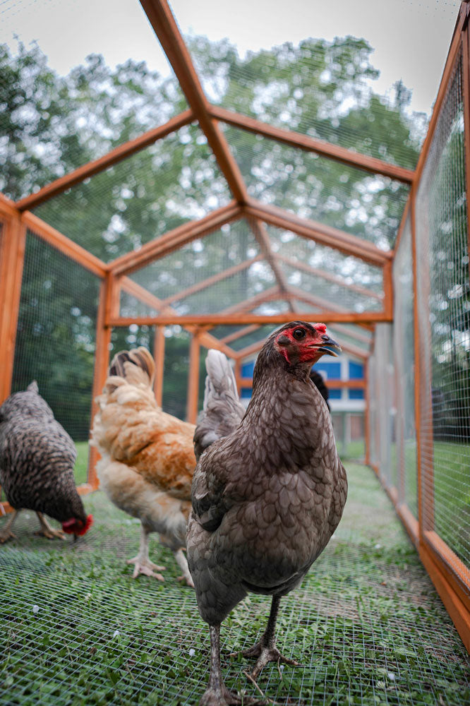 Each Hen Pen Chicken Run has two doors that you can place in any location on either side of the Run.