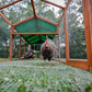 The Hen Pen chicken run gives your flock room to stretch their wings. 