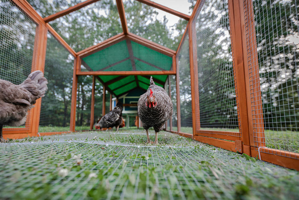 The Hen Pen chicken run gives your flock room to stretch their wings. 