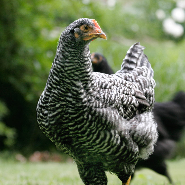 Pullet: Barred Plymouth Rock, Shipping week of 03/25/2024