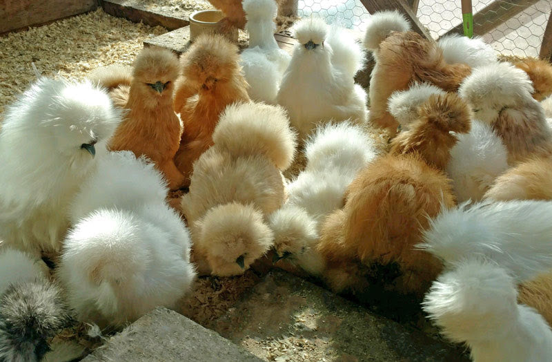 Assorted Show Quality Silkies, Feathered Friends Location