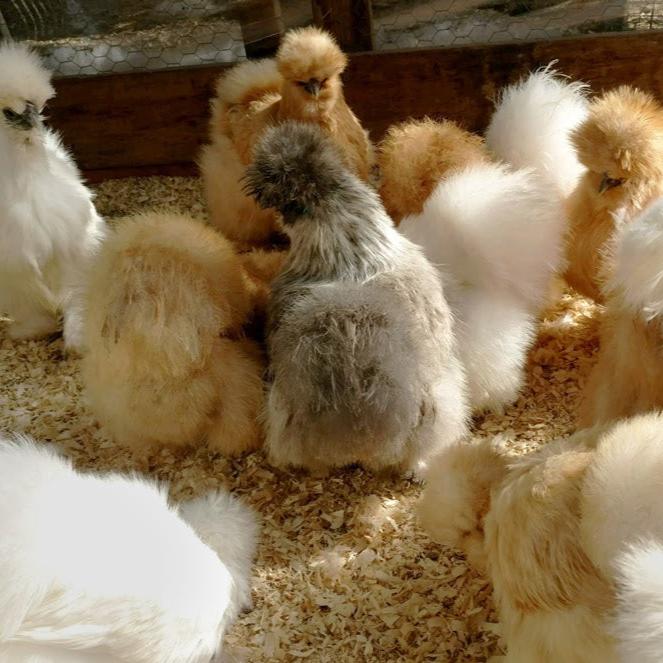 Assorted Show Quality Silkies, Feathered Friends Location