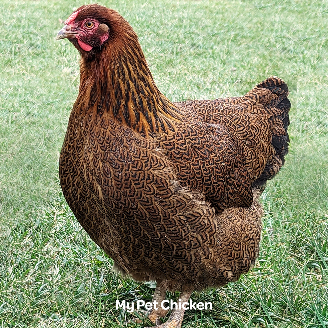 Partridge Wyandotte Chicken Partridge Wyandotte Chicken Hi Res Stock
