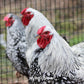 Hatching Eggs: Heritage Silver Laced Wyandotte, Backyard Bunch Location