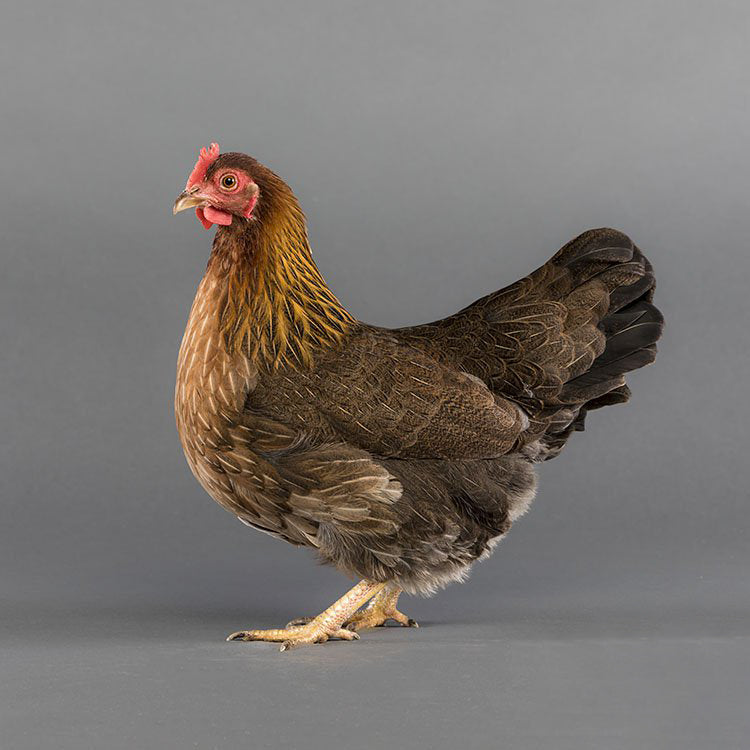Welsummer Bantam chicken