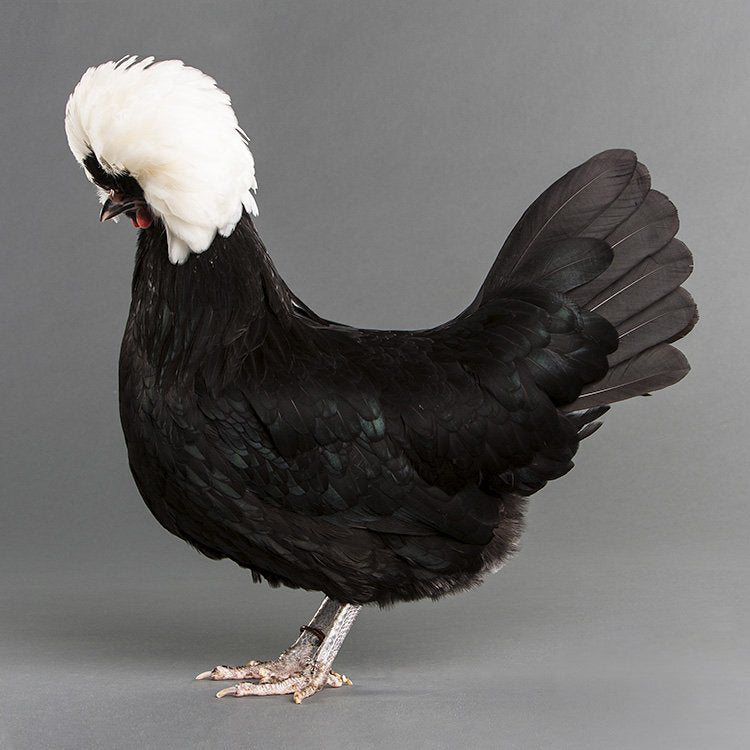 White Crested Black Polish chicken 