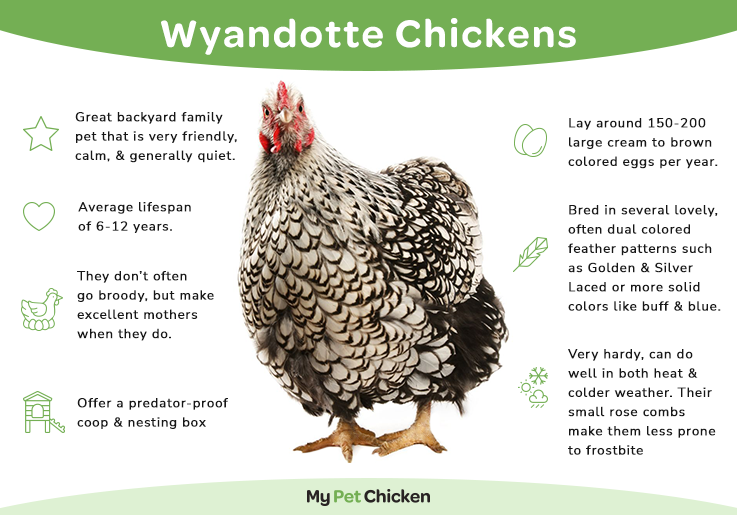 Silver Laced Wyandotte chicken information