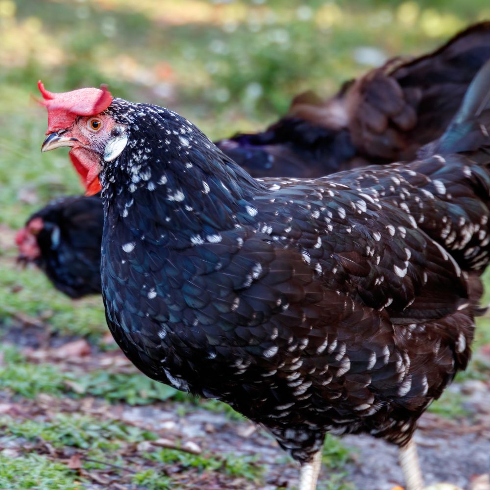 Ancona Color Pullet: Ancona - My Pet Chicken