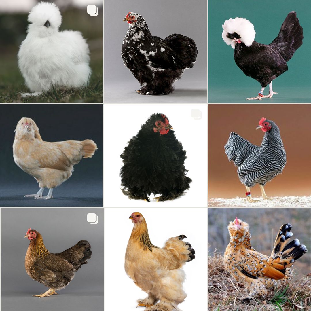 Bantam Breeds 11 Cold Hardy Bantam Breeds Poultry Producer