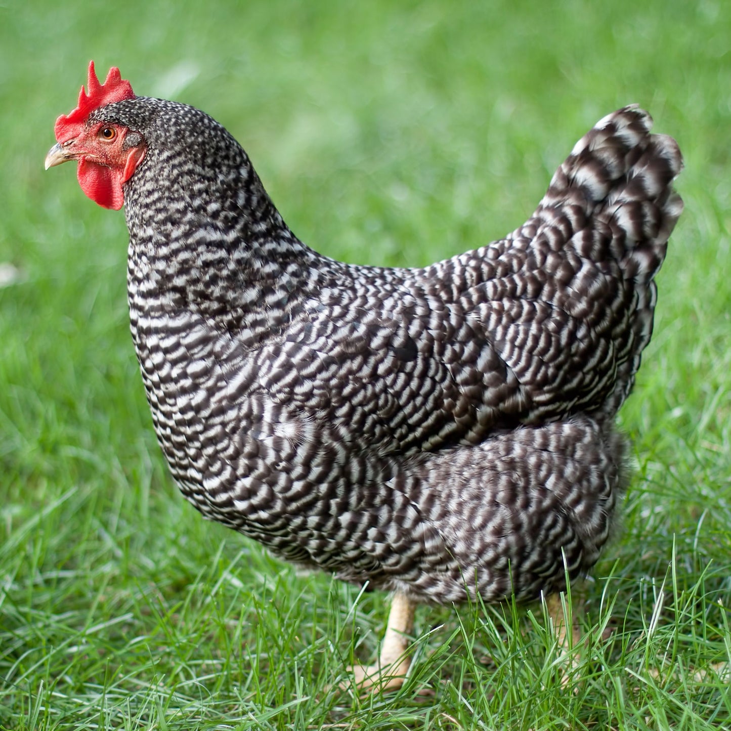 Barred Plymouth Rock hen