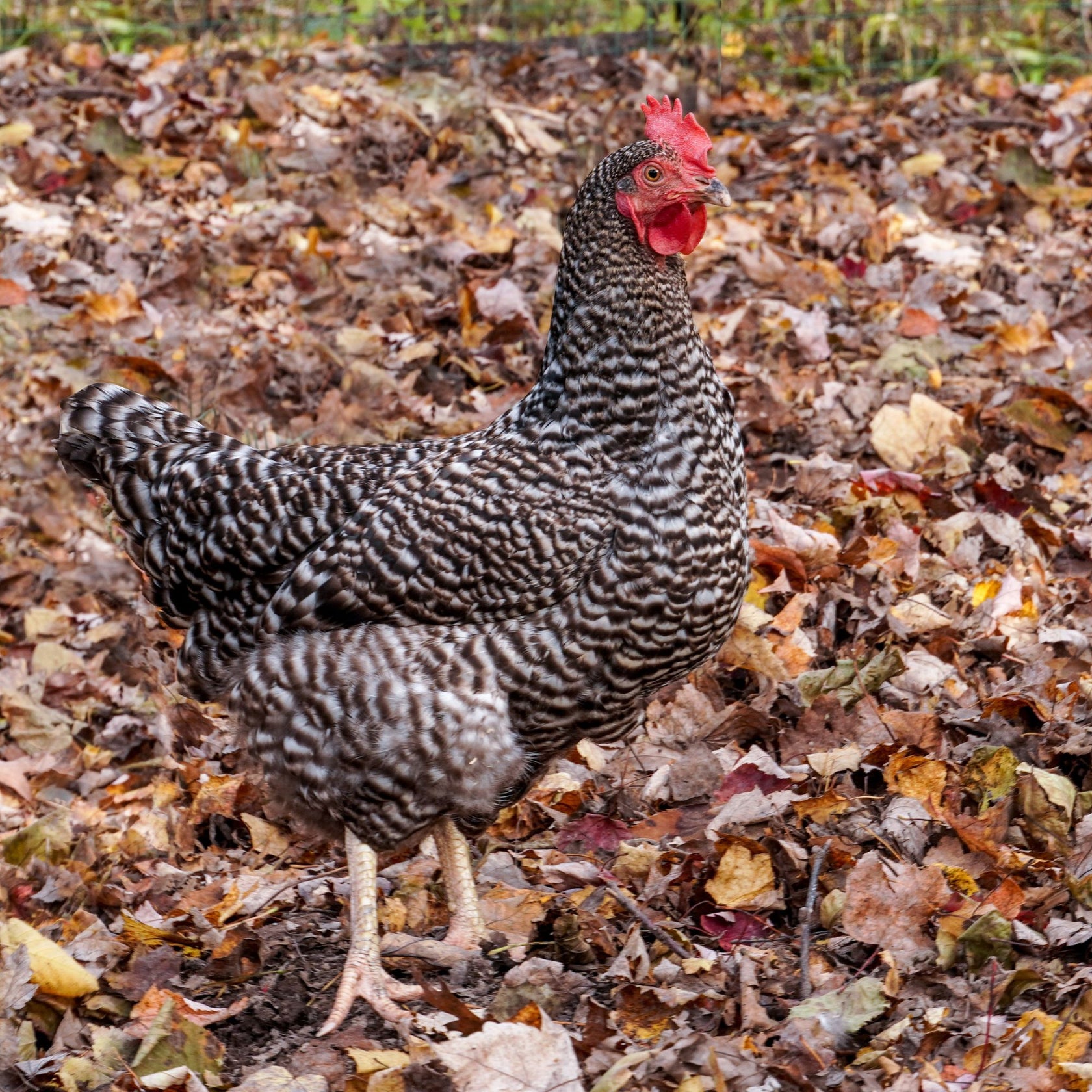Baby Chicks: Barred Plymouth Rock - My Pet Chicken