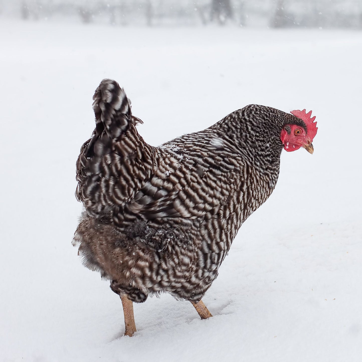 Barred Plymouth Rock in snow