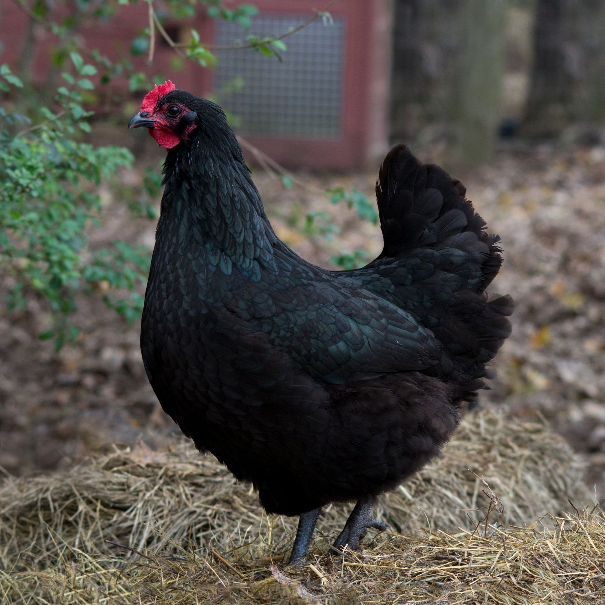 Black Australorp chicken 