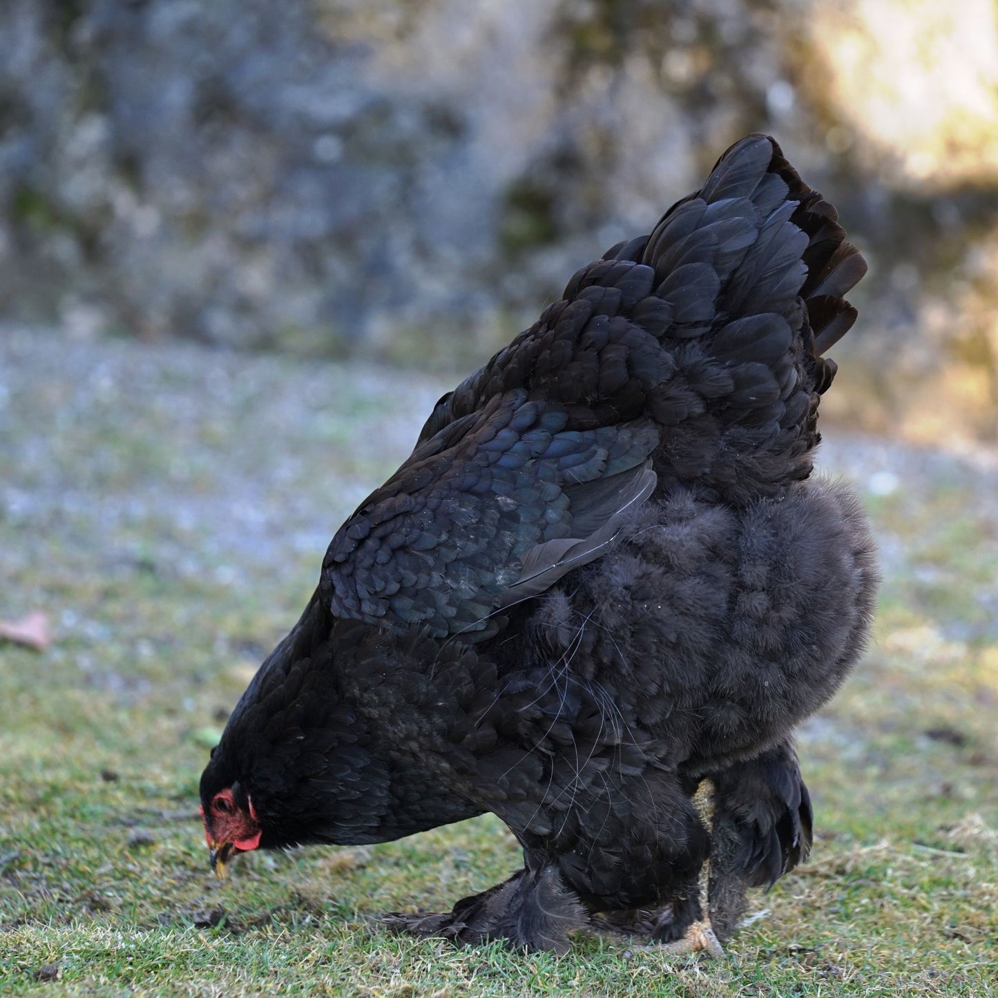 Black Cochin chicken 