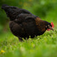 Black Copper Marans chicken 