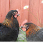 Black Copper Marans hens