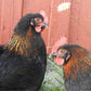 Black Copper Marans chicken 