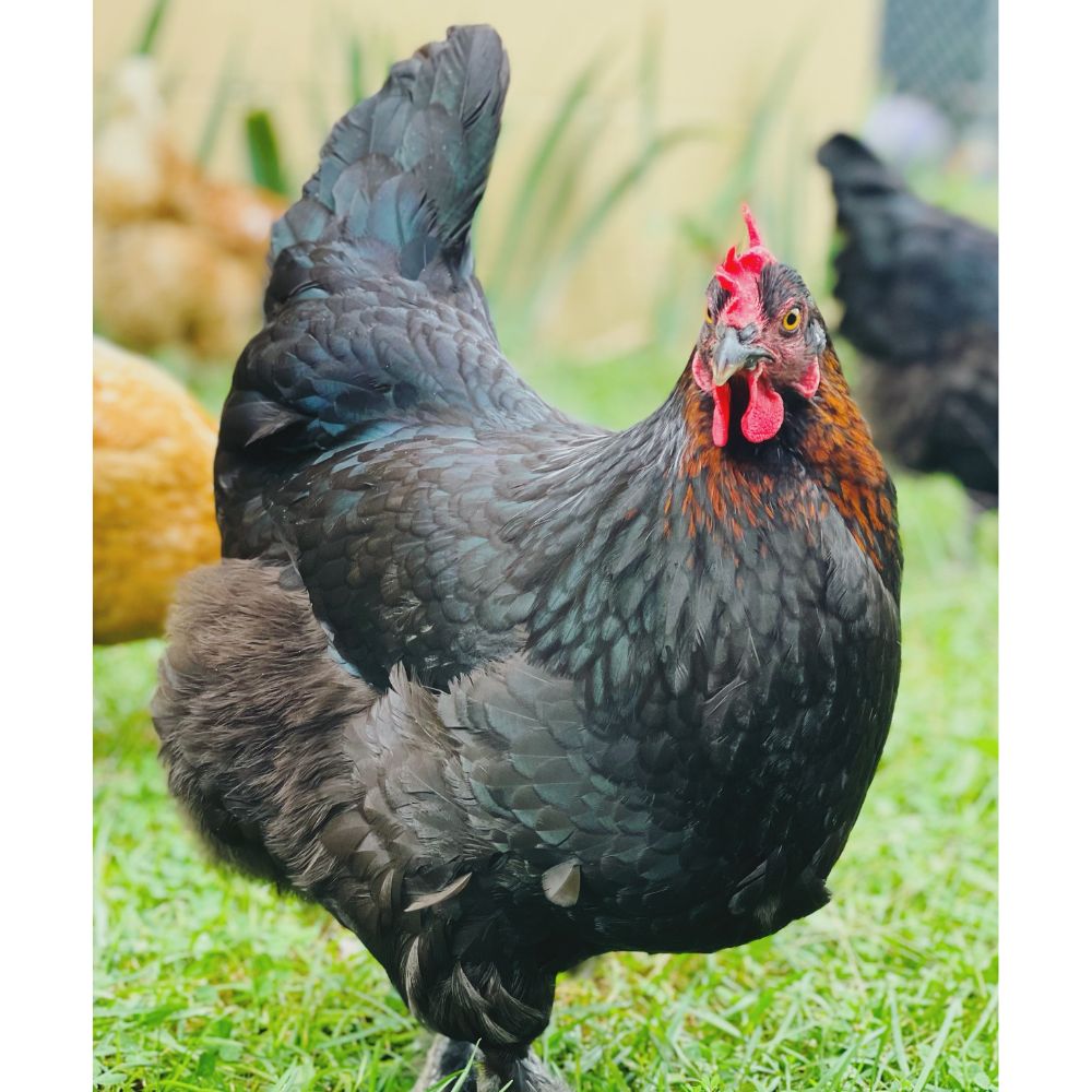 Black Copper Marans chicken