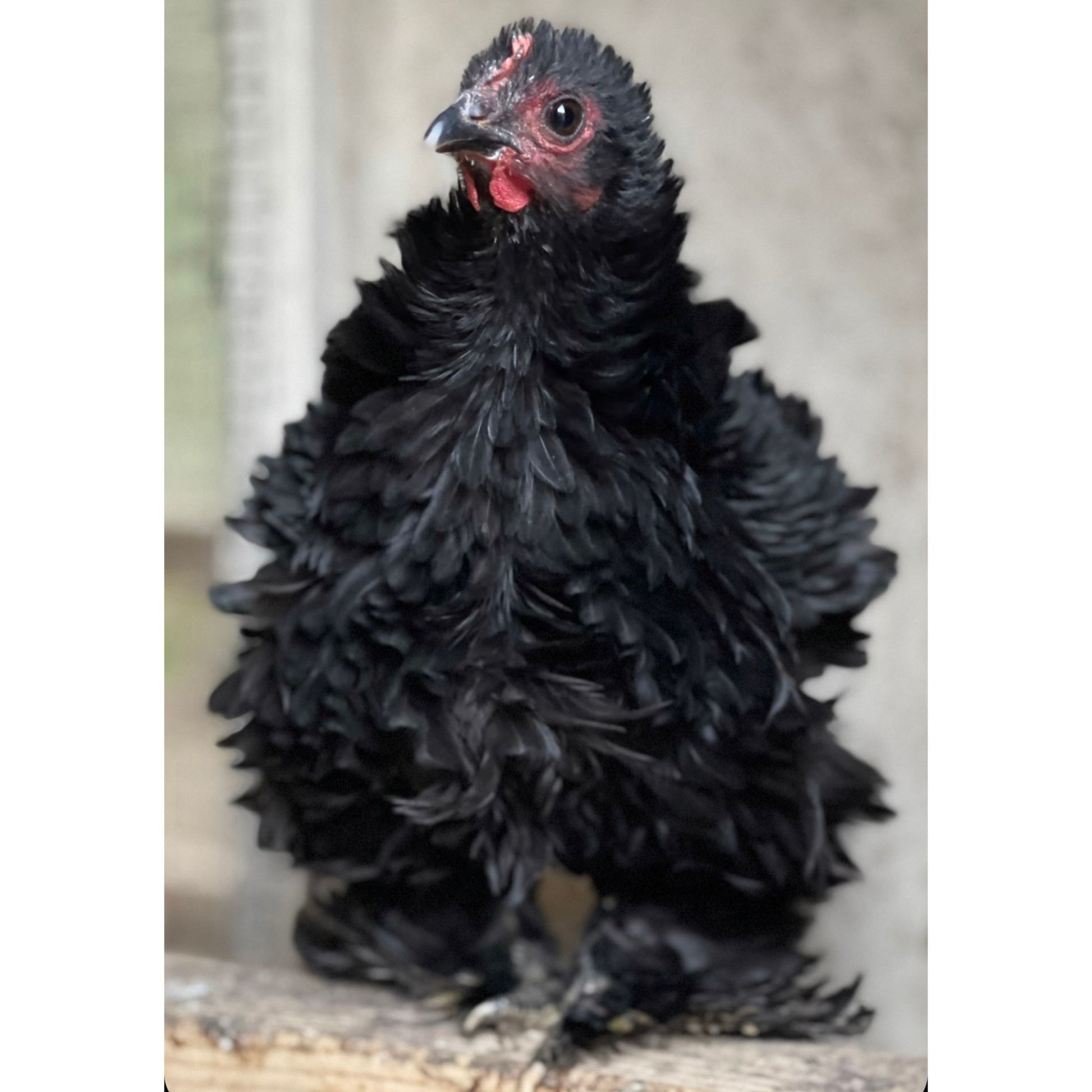Black Frizzle Cochin bantam chicken