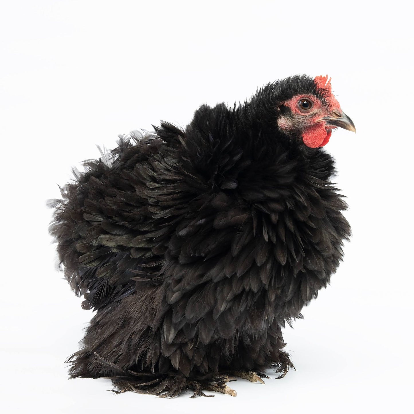Black Frizzle Cochin bantam chicken