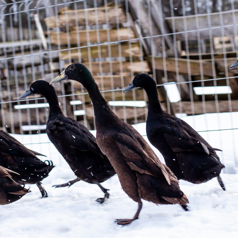 Ducklings Black Runner pic