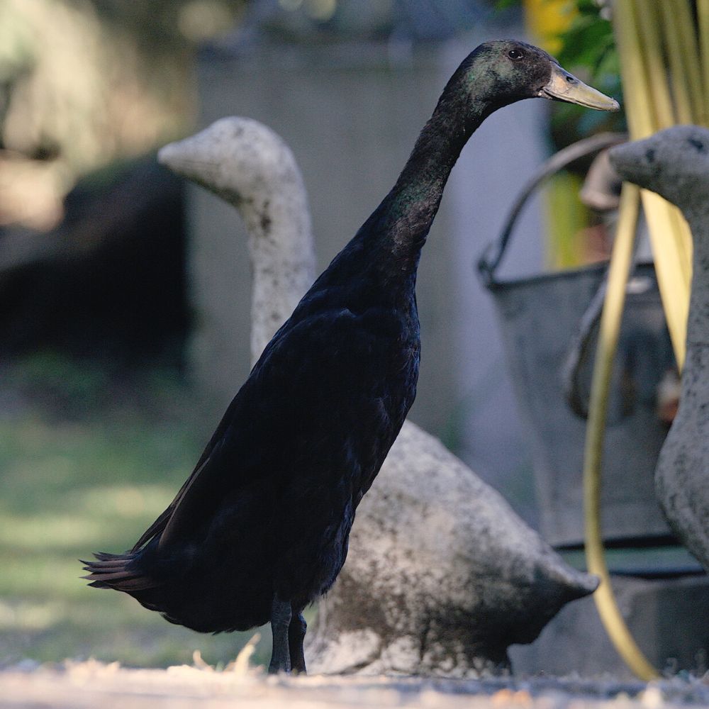 Ducklings: Black Runner