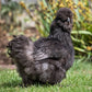 Black Silkie bantam chicken 