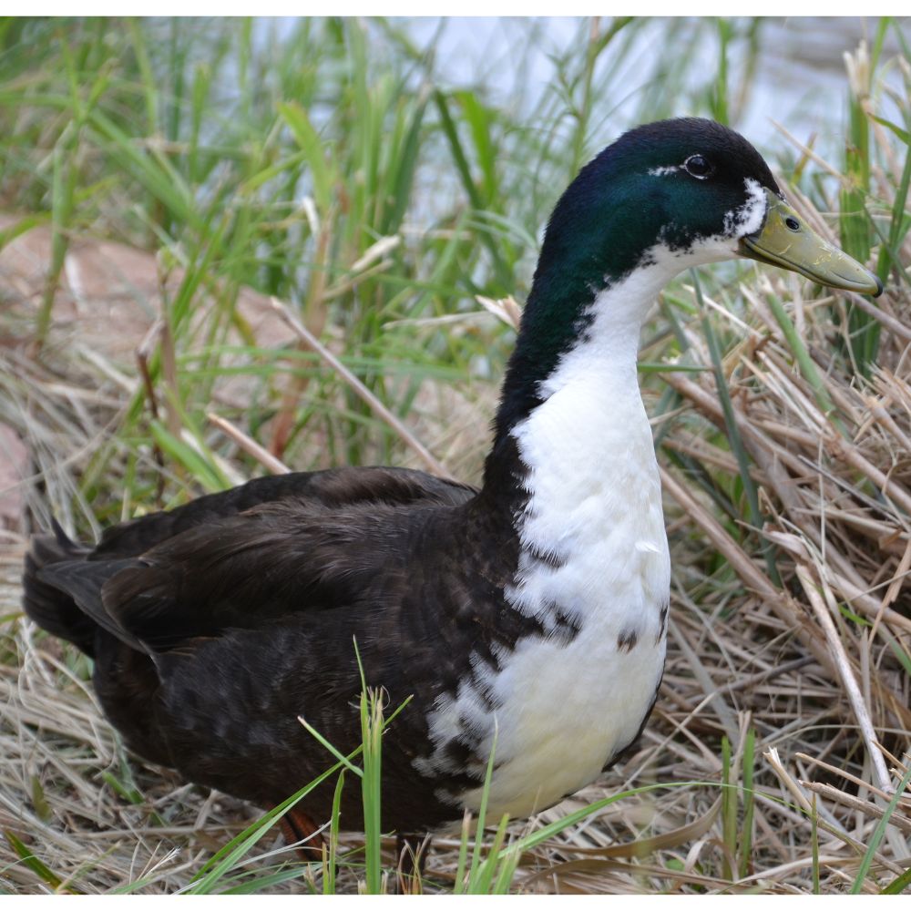 Ducklings: Black Swedish