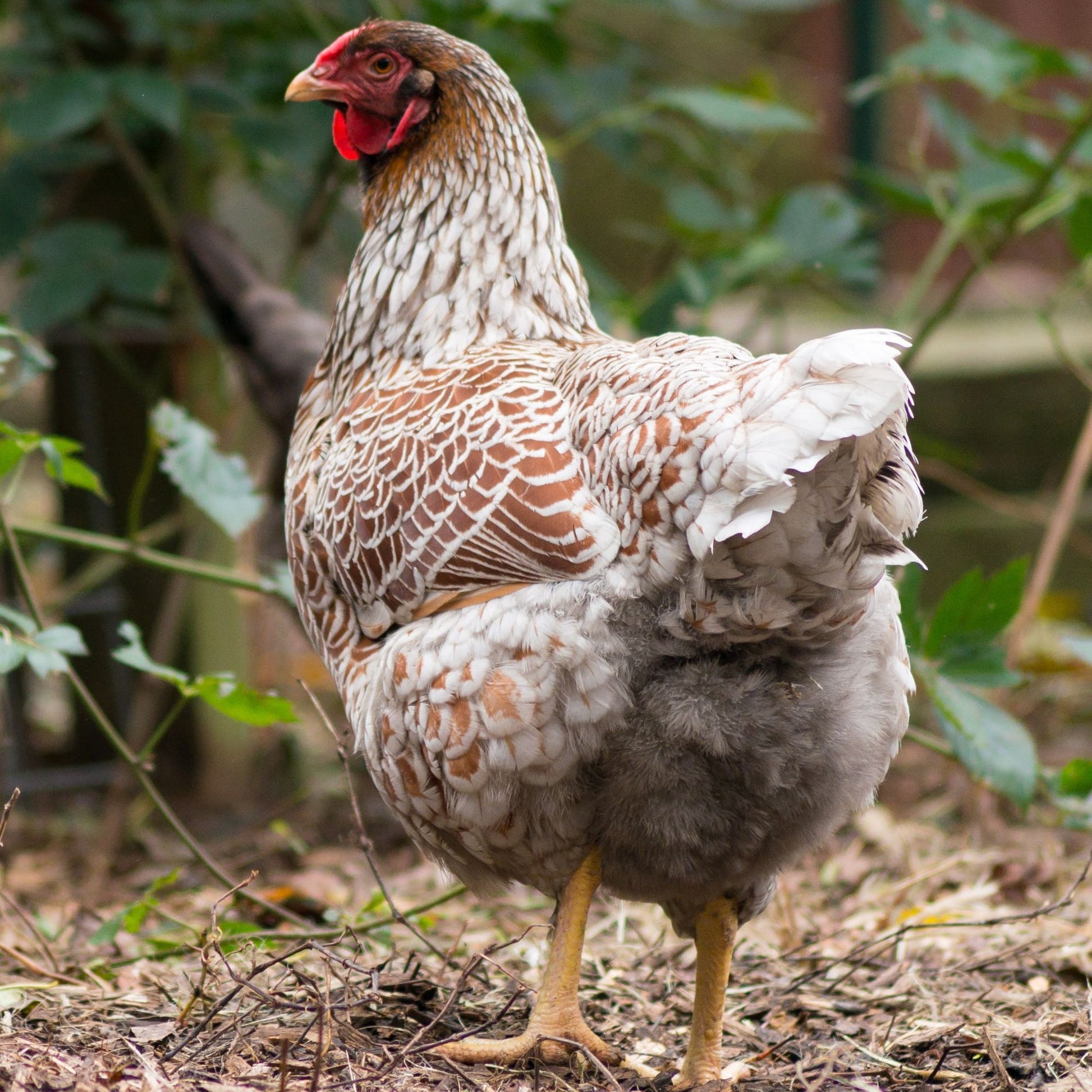 wyandotte chicken for sale | Heritage Poultry Farm