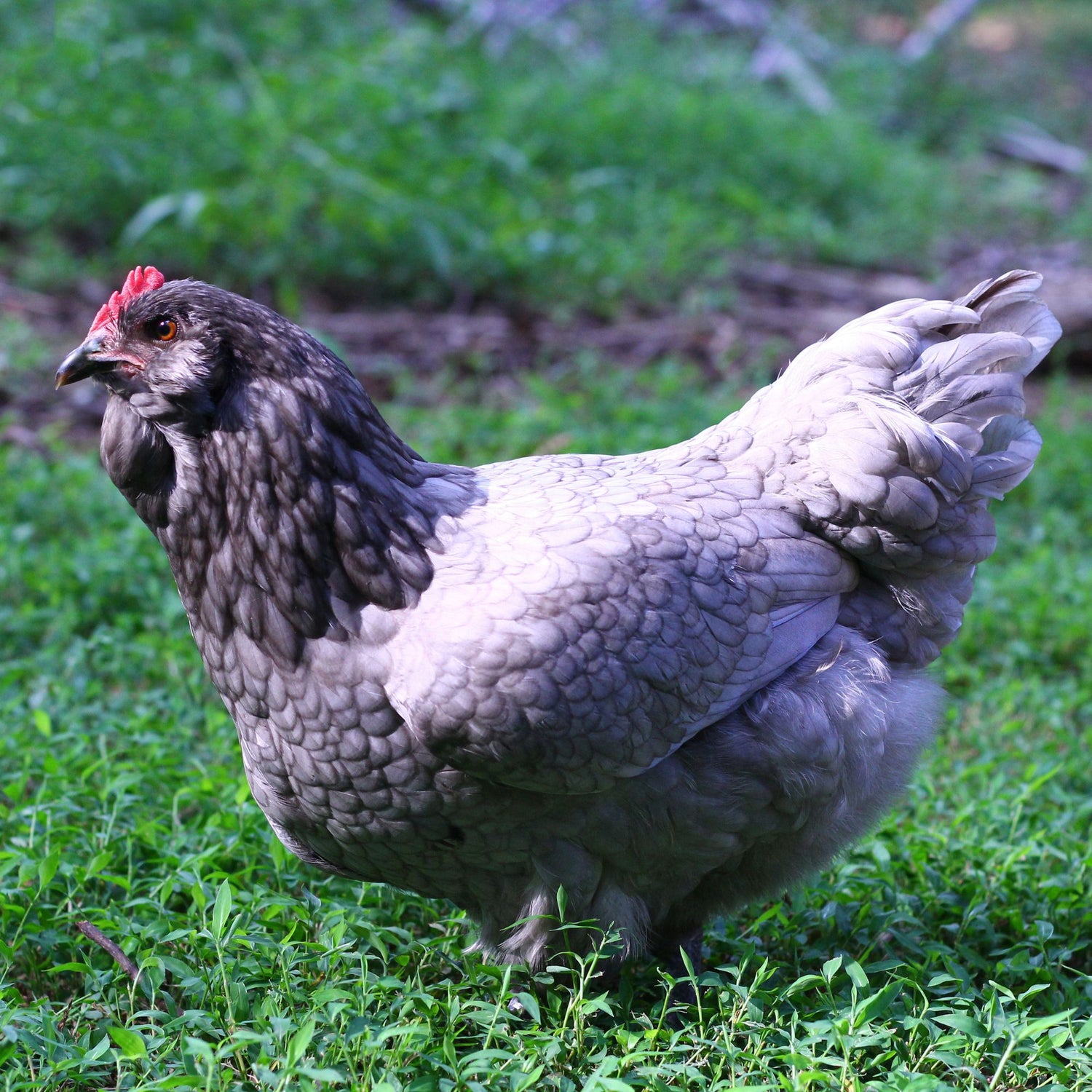 Blue Easter Egger chicken 