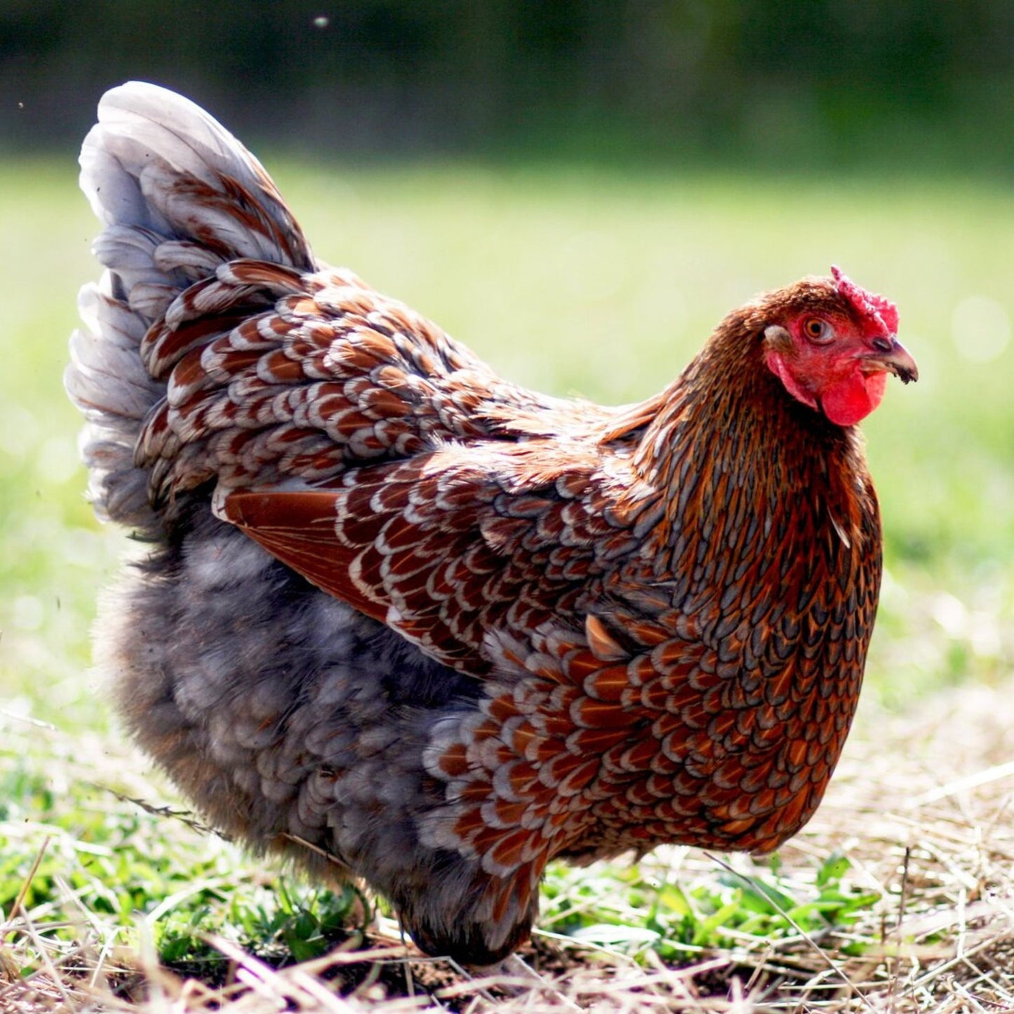 Pullets: Blue Laced Red Wyandotte