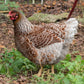 Pullets: Blue Laced Red Wyandotte