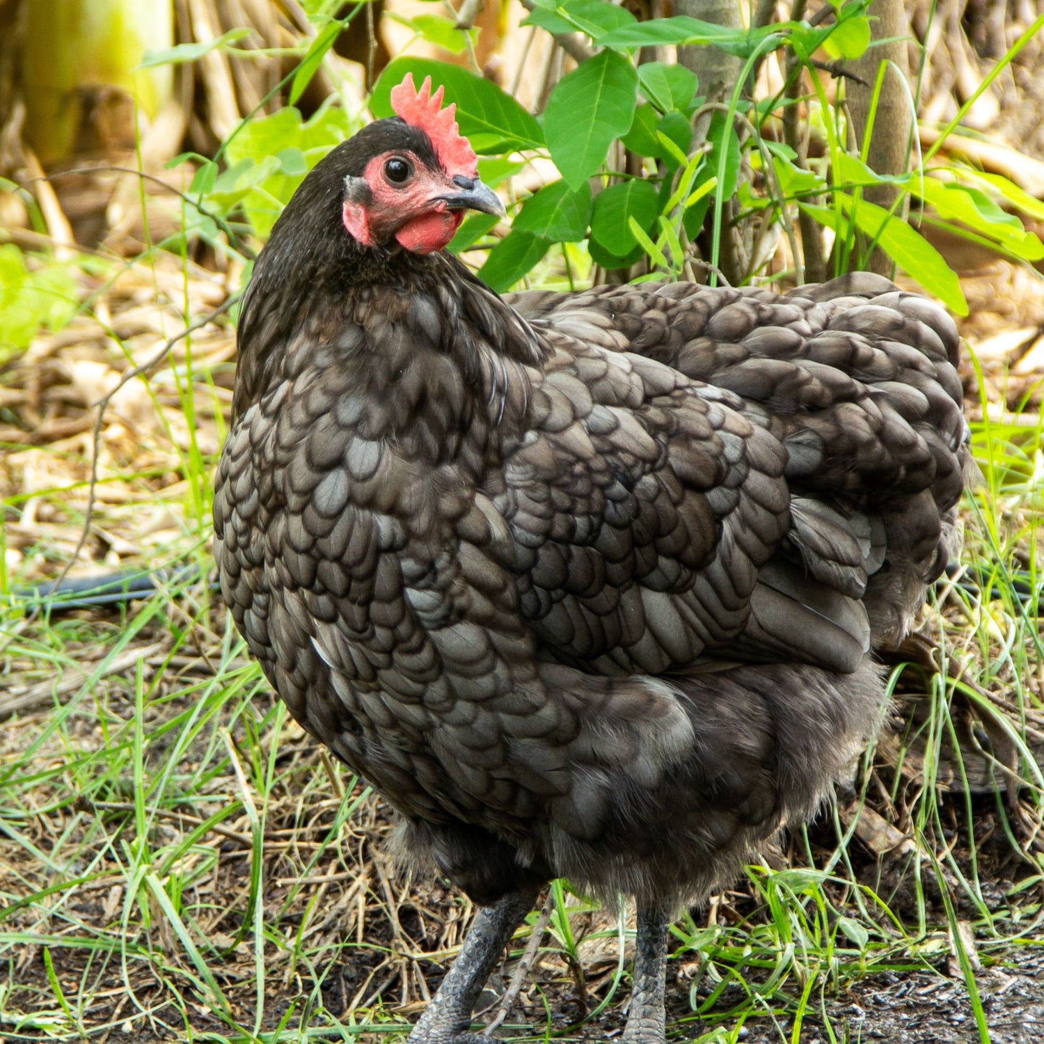 Blue Orpington chicken