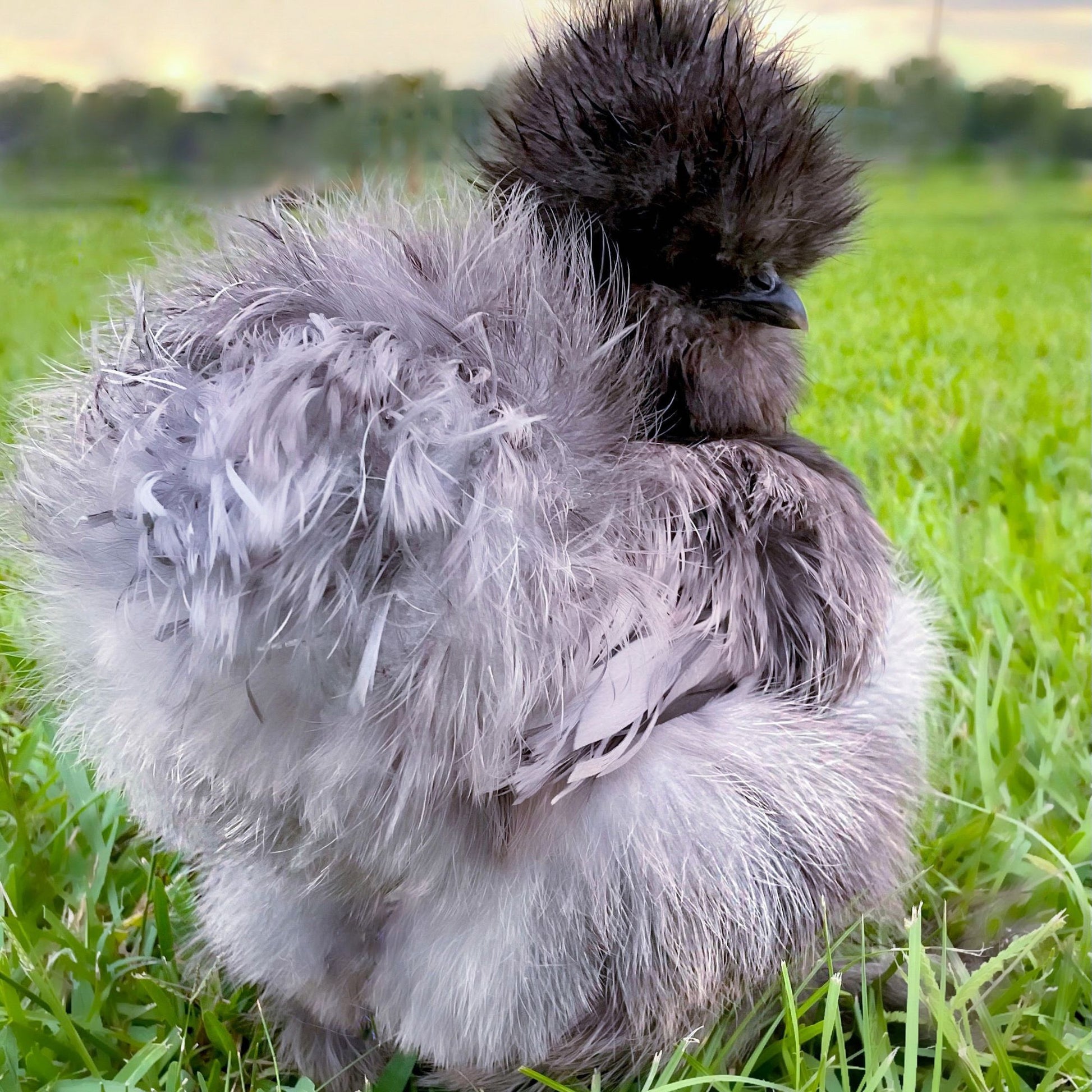 fluffy butt of a Blue Silkie bantam chicken