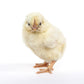 Blue Splash Marans baby chick