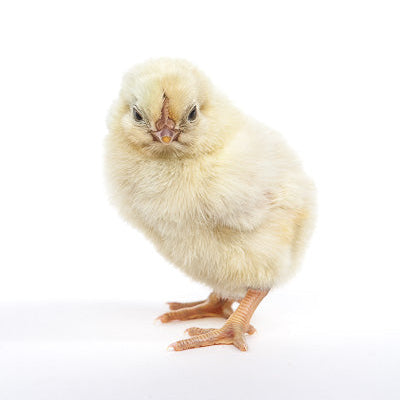 Blue Splash Marans baby chick